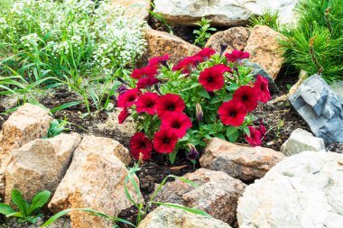 Güzel, parlak çiçekler taşların arasında yetişir..