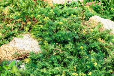 Taşların arasında küçük yeşil bir bitki yetişiyor..