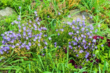Küçük güzel çiçekler taşların arasında çimenlerde yetişir..