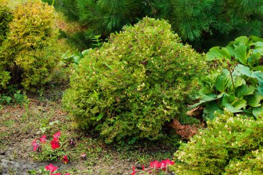 Güneşli bir günde sıradışı şekilli güzel bir ağaç..