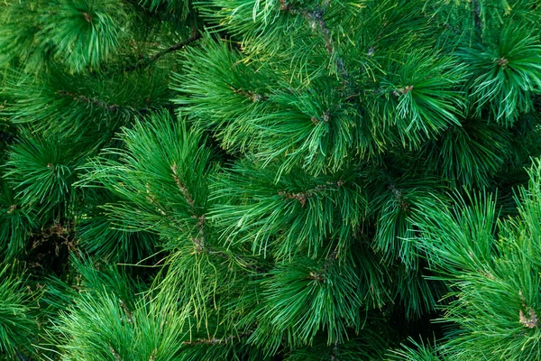 Пухнасті зелені гілки хвойного дерева крупним планом . — стокове фото