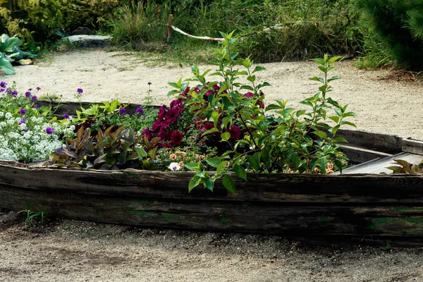 Красиво Оформленная Клумба Виде Лодки Цветов Разных Цветов Фото Сделано — стоковое фото