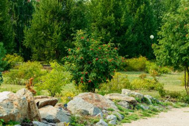 Yalnız bir ağaç, taşların arasındaki bir açıklıkta kül çilekleri ile. Fotoğraf: Chelyabinsk, Rusya.