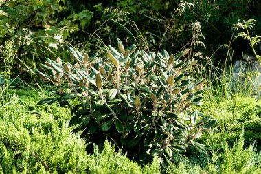 Yeşil alanlar arasında sıra dışı şekilli yaprakları olan küçük bir çalı. Fotoğraf: Chelyabinsk, Rusya.