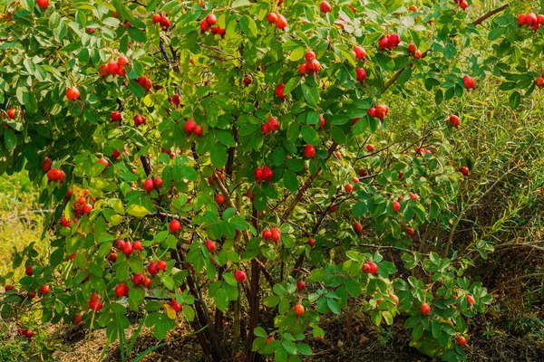 Beautiful Rosehip Bush Bright Juicy Fruits Photo Taken Chelyabinsk Russia — Stock Photo, Image