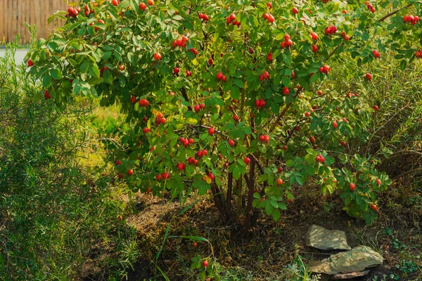 Parlak sulu meyveleri olan güzel gül ağacı çalısı. Fotoğraf: Chelyabinka, Rusya.