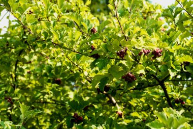 Yeşil ağaçtaki parlak kırmızı meyve. Fotoğraf: Chelyabinsk, Rusya.