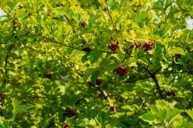 Yeşil ağaçtaki parlak kırmızı meyve. Fotoğraf: Chelyabinsk, Rusya.