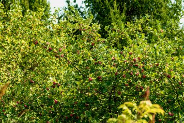 Yeşil ağaçtaki parlak kırmızı meyve. Fotoğraf: Chelyabinsk, Rusya.