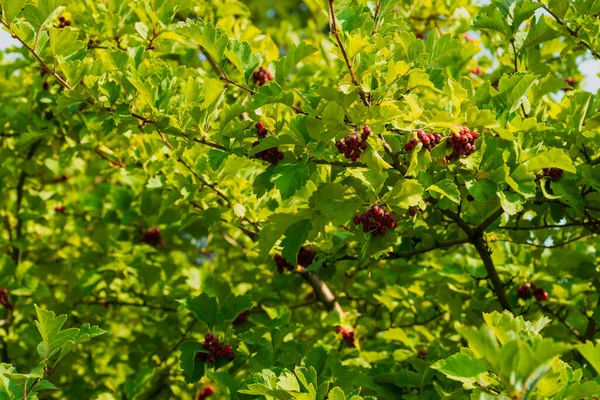 Yeşil ağaçtaki parlak kırmızı meyve. Fotoğraf: Chelyabinsk, Rusya.