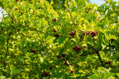 Yeşil ağaçtaki parlak kırmızı meyve. Fotoğraf: Chelyabinsk, Rusya.