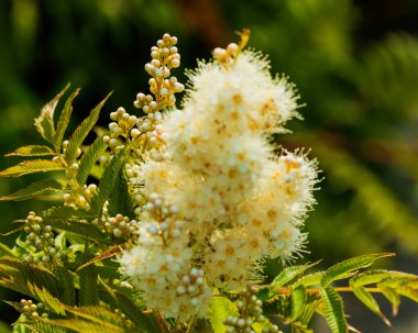 Güzel pofuduk çiçek beyaz ve sarı yakın plan. Fotoğraf: Chelyabinsk, Rusya.