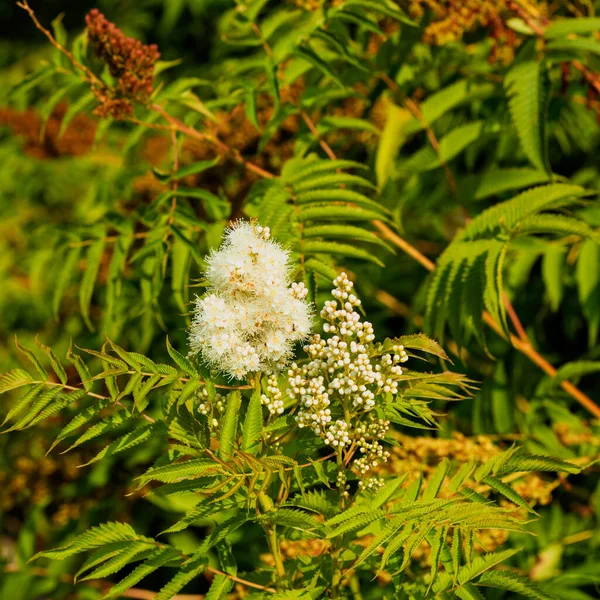 Bela Flor Fofa Cor Branca Amarela Foto Tirada Chelyabinsk Rússia — Fotografia de Stock