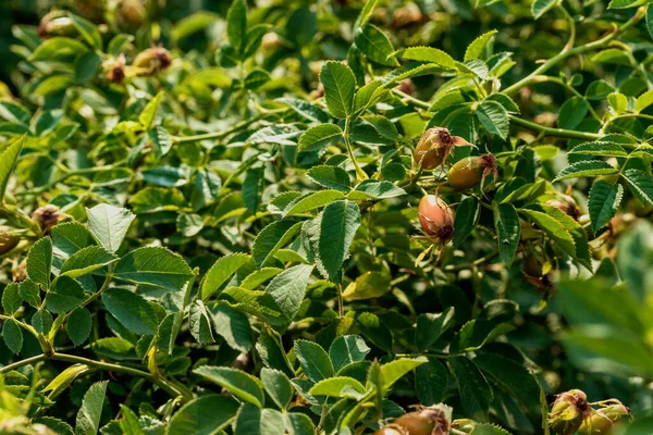 Madurando Fruta Rosa Mosqueta Arbusto Verde Foto Tomada Chelyabinsk Rusia —  Fotos de Stock