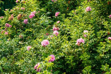 Yeşil bir çalılıkta güzel parlak çiçekler. Fotoğraf: Chelyabinsk, Rusya.