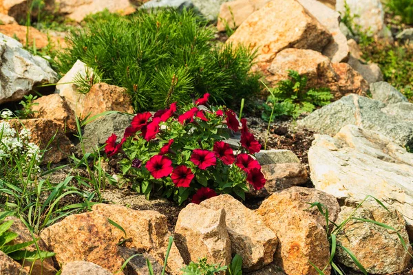 Красиві яскраві квіти з червоними пелюстками ростуть серед каменів . — стокове фото