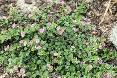 Pembe yapraklı güzel çiçekler taşların arasında çimenlerde yetişir. Fotoğraf: Chelyabinsk, Rusya.