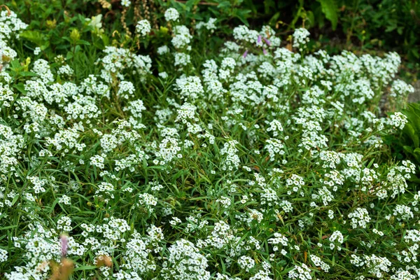 Beautiful White Flowers Grow Grass Photo Taken Chelyabinsk Russia — Stock Photo, Image