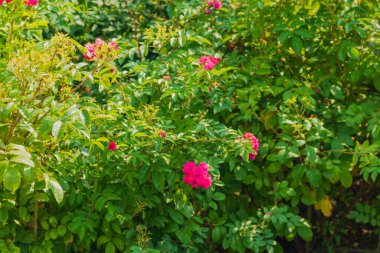 Yeşil bir çalılıkta parlak pembe çiçekler. Fotoğraf: Chelyabinsk, Rusya.