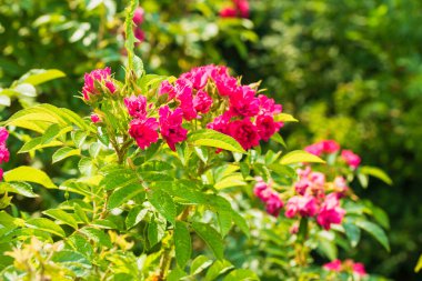 Yeşil bir çalıda fuşya renginde parlak çiçekler. Fotoğraf: Chelyabinsk, Rusya.