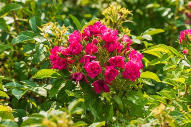 Fuşya renginde parlak çiçek tomurcuklarından oluşan doğal bir buket. Fotoğraf: Chelyabinsk, Rusya.