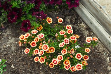 Sıra dışı bir ortası olan güzel çiçeklerden oluşan bir çiçek tarlası. Fotoğraf: Chelyabinsk, Rusya.