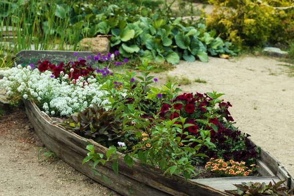 Vackert Utformad Rabatt Form Båt Blommor Olika Färger Bild Tagen — Stockfoto