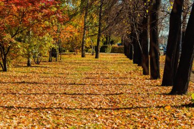 Ağaçlar ve yere düşen sonbahar yaprakları olan bir park. Fotoğraf: Chelyabinsk, Rusya.