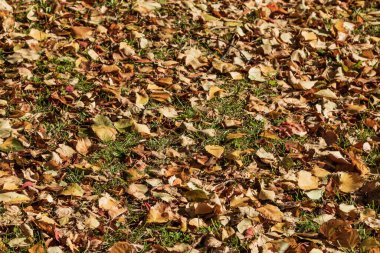 Düşen sonbahar yaprakları yerde yatıyor. Fotoğraf: Chelyabinsk, Rusya.