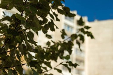 Bulanık arka planda sonbahar yaprakları olan güzel dallar. Fotoğraf: Chelyabinsk, Rusya.