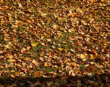 Düşen sonbahar yaprakları yerde yatıyor..