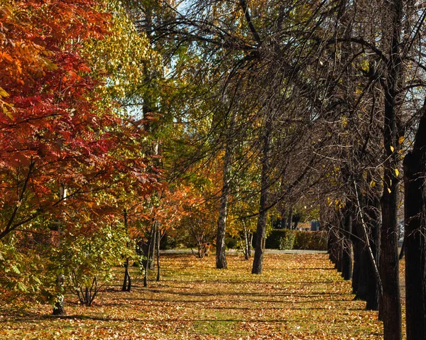 Ağaçlarla ve yere düşen sonbahar yapraklarıyla park edin..