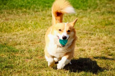 Corgi köpek ağız bir top ile çim üzerinde çalışan