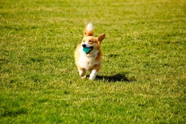 Corgi köpek ağız bir top ile çim üzerinde çalışan