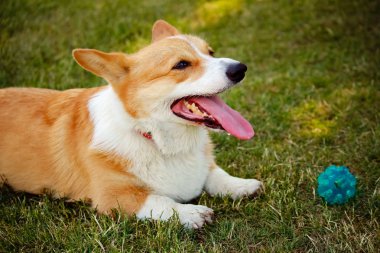 Corgi köpek çim üzerinde yalan dışarı dil ile