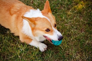 Corgi köpek çim dudağından bir top ile