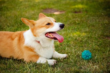 Corgi köpek çim üzerinde yalan dışarı dil ile