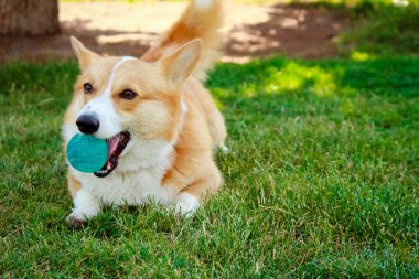Corgi köpek çim dudağından bir top ile