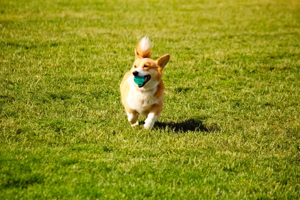 Anjing Corgi Berlari Dengan Bola Mulut Rumput — Stok Foto