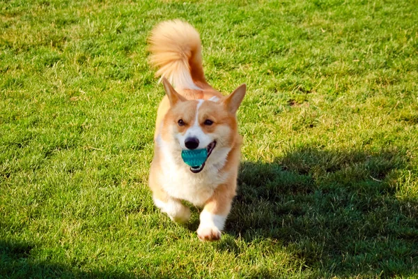 Corgi köpek ağız bir top ile çim üzerinde çalışan