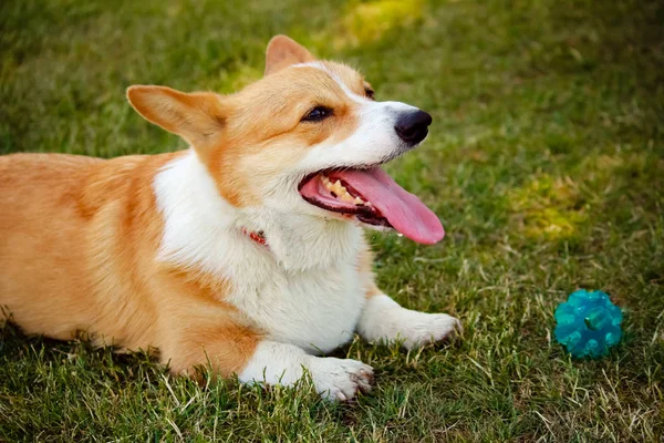 Anjing Corgi Dengan Lidah Tergeletak Rumput — Stok Foto