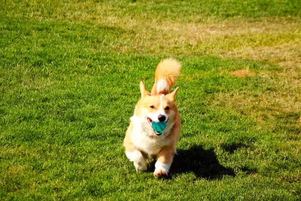 Corgi Σκύλος Τρέχει Μια Μπάλα Στο Στόμα Στο Γρασίδι — Φωτογραφία Αρχείου