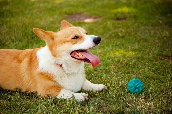 Anjing Corgi Dengan Lidah Tergeletak Rumput — Stok Foto