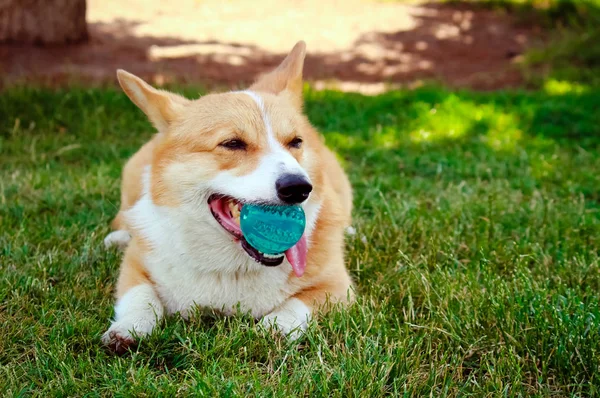 Corgi köpek çim dudağından bir top ile
