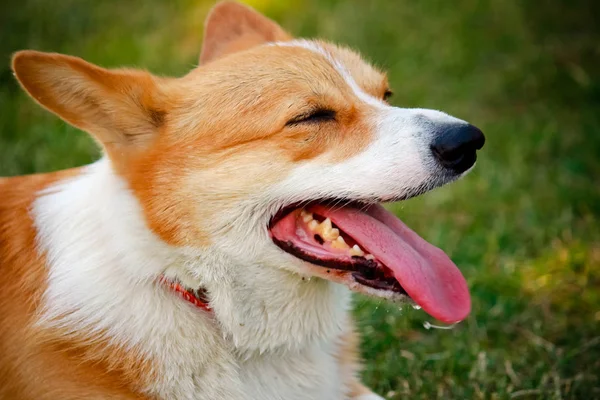 Anjing Corgi Dengan Lidah Tergeletak Rumput — Stok Foto