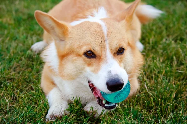Corgi köpek çim dudağından bir top ile