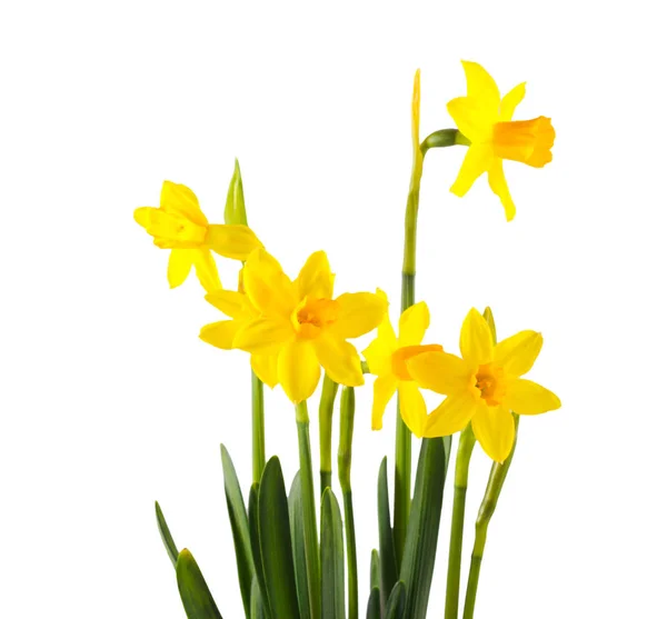 Daffodils Flores Sobre Fundo Branco Espaço Cópia — Fotografia de Stock