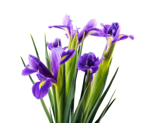 Iris Flowers White Background Copy Space — Stock Photo, Image