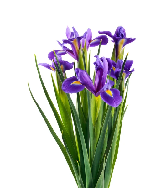 Iris Flowers White Background Copy Space — Stock Photo, Image