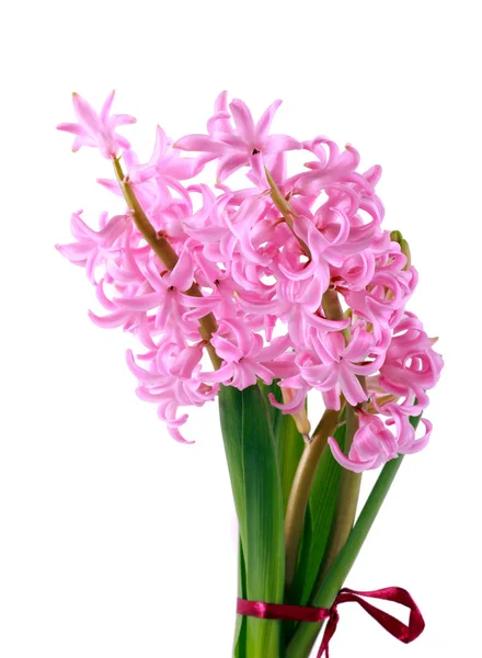 Pink hyacinth flower — Stock Photo, Image